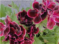 3f33098b-DSC00216 1600x1200.JPG